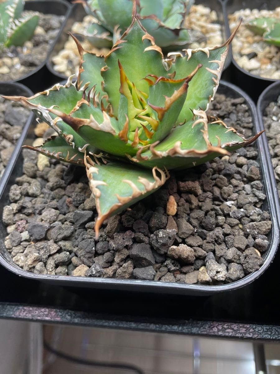 アガベ チタノタ STUDS 5th子株① アガベ チタノタ STUDS 5th子株③