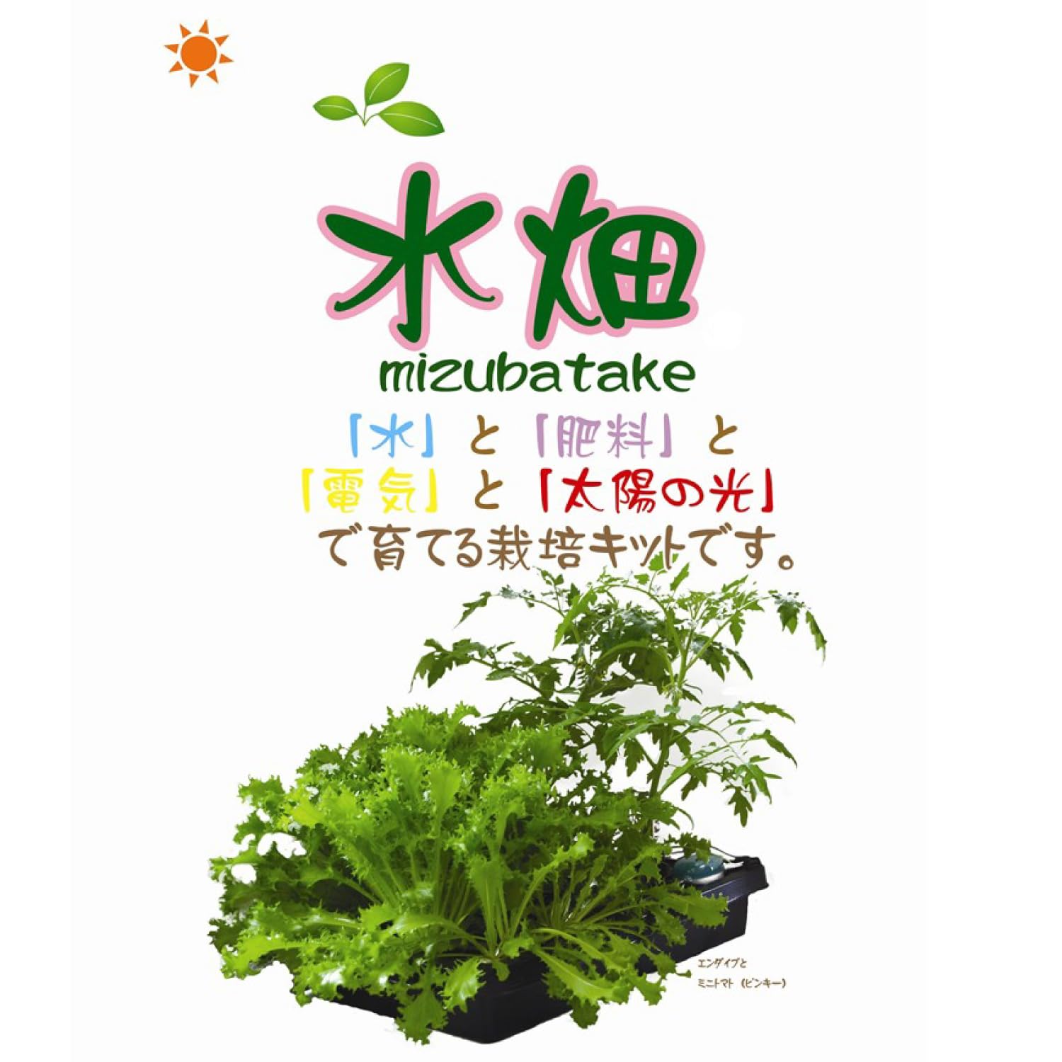 Amazon.co.jp: 水畑 リーフレタス、小松菜、水菜、チンゲンサイ等の葉