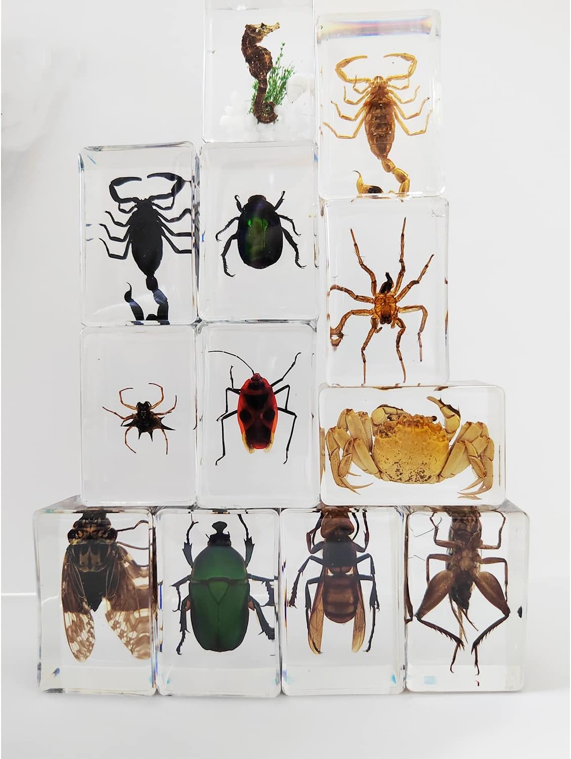 Clear Insect Specimens 12 Pcs Real Animal Specimen Bugs Resin Bug Collection Kit Clear Resin Paperweights for Home and Office Desktop Decor (Clear)