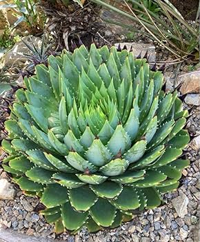 耐寒性スパイラル アロエ大苗ポリフィラ◇南国ドライガーデン多肉