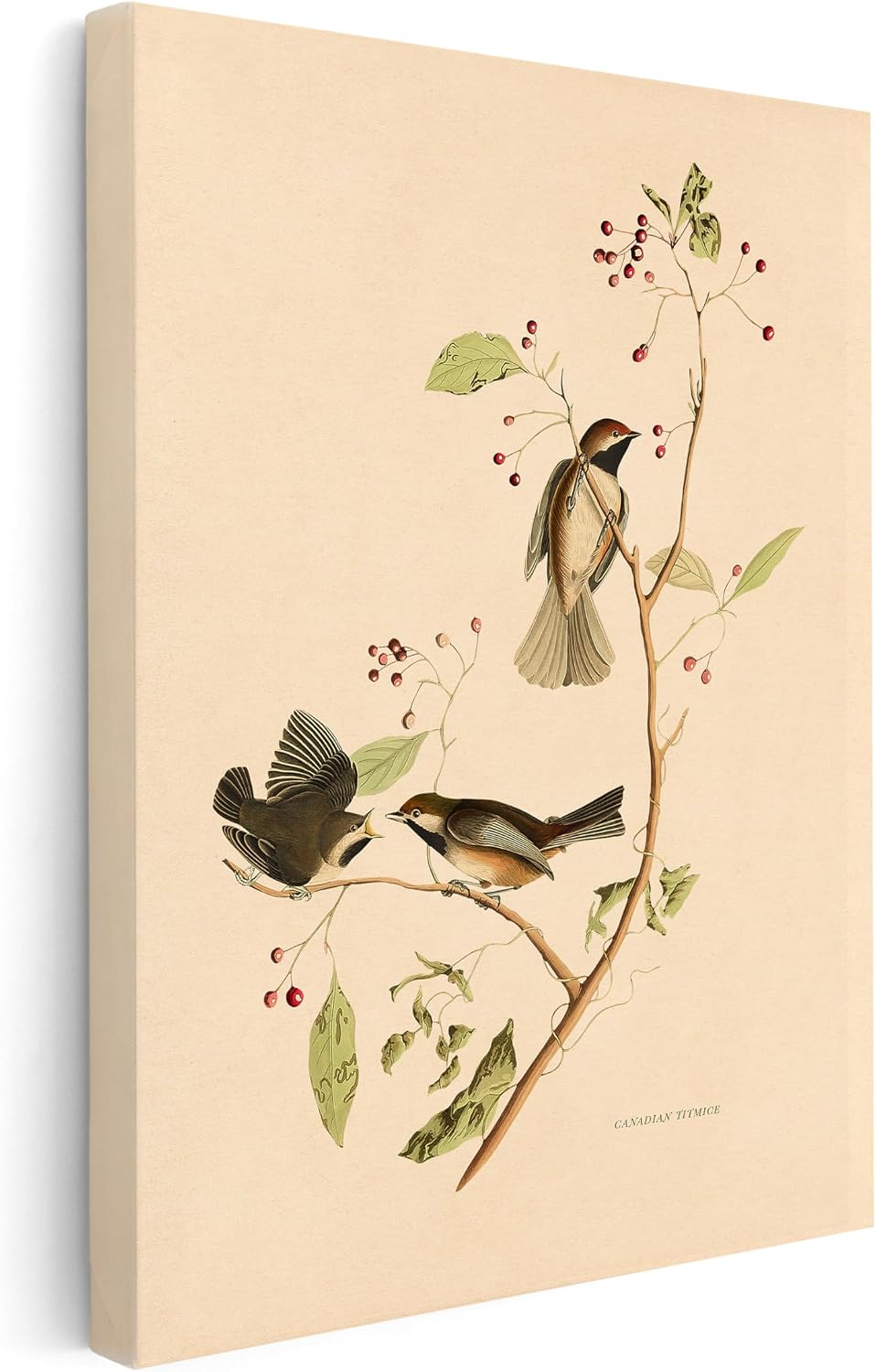Poster Master Canadian Titmouse Canvas - Retro Birds of America Print - Bird Art - Gift for Men, Women & Animal Lover - Great Decor for Office, Bedroom or Living Room - 8x10 STRETCHED Canvas