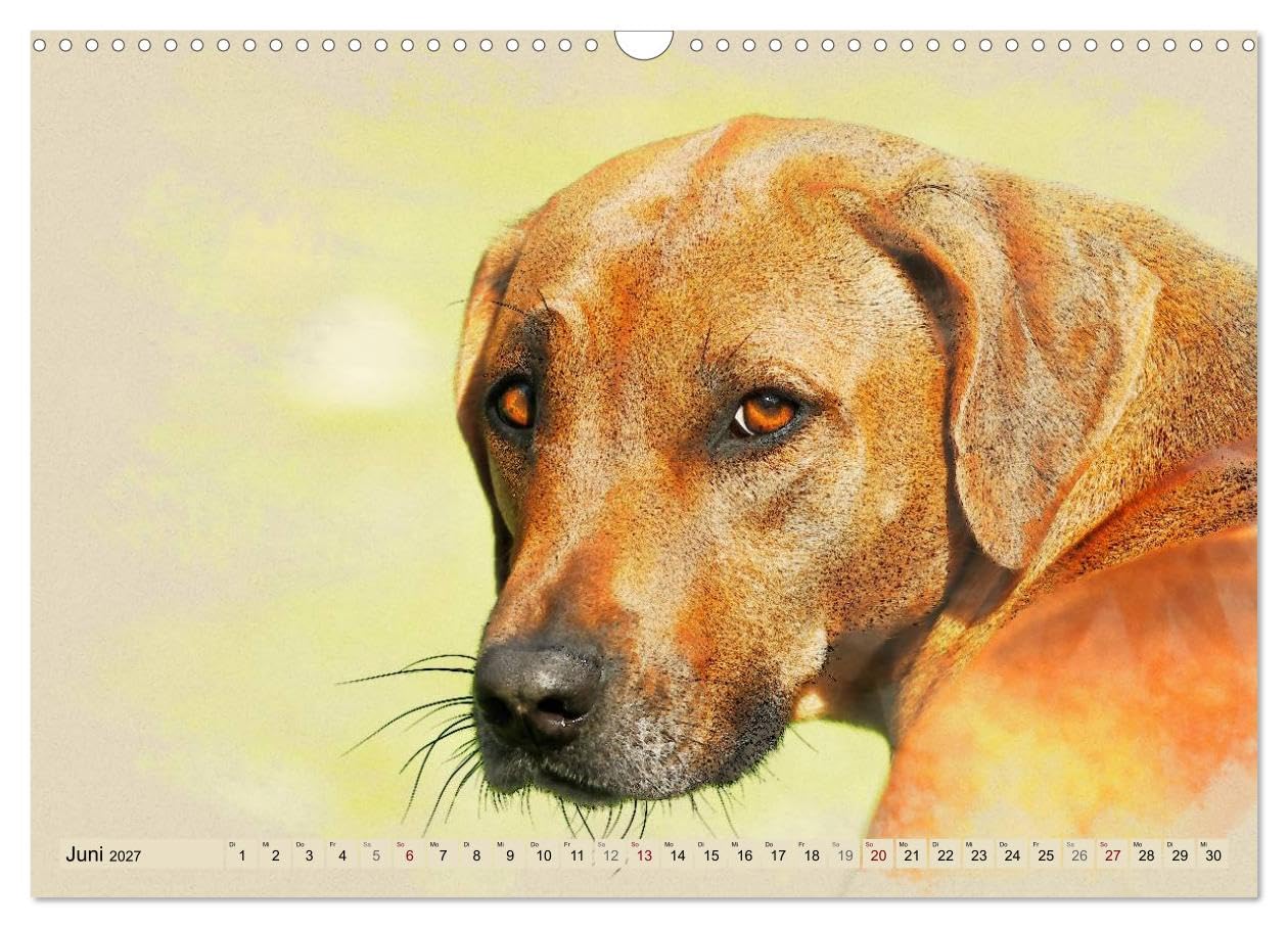 CALVENDO - Rhodesian Ridgeback 2027 (Wandkalender 2027 DIN A3 quer), Monatskalender: Zwölf wunderschöne, großformatige Bilder von Rhodesian Ridgebacks im einzigartigen Aquarell-Design, die wir mit Lie