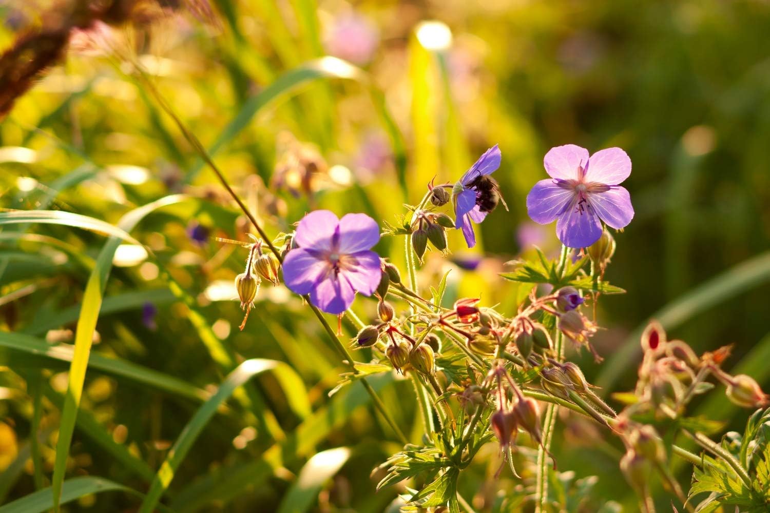 Health Embassy Cranesbills Herb | Geranium Robertianum L | Herbal Tea (100g)