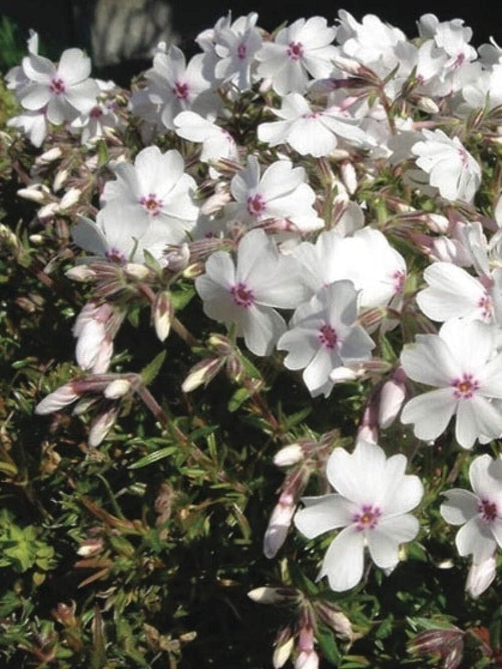 Perennial Farm Marketplace (Moss Pinks) Perennial, Size-#1 Container Phlox subulata 'Amazing Grace', Pure White Flowers