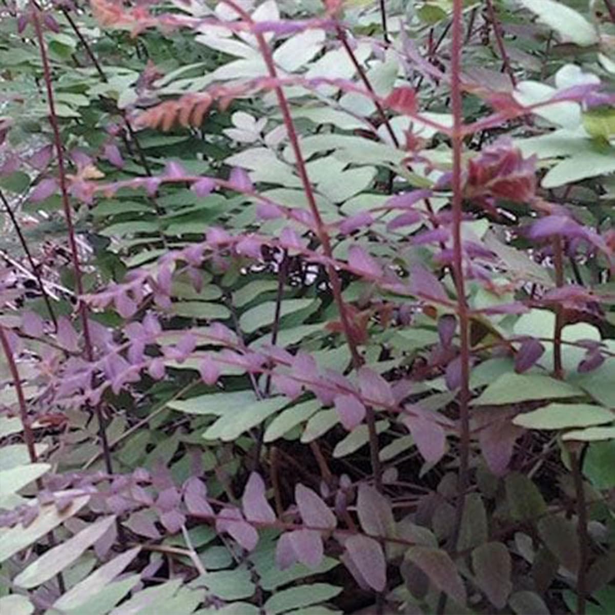 Osmunda regalis Purpurascens - Purple Royal Fern - Plant in 2 L Pot