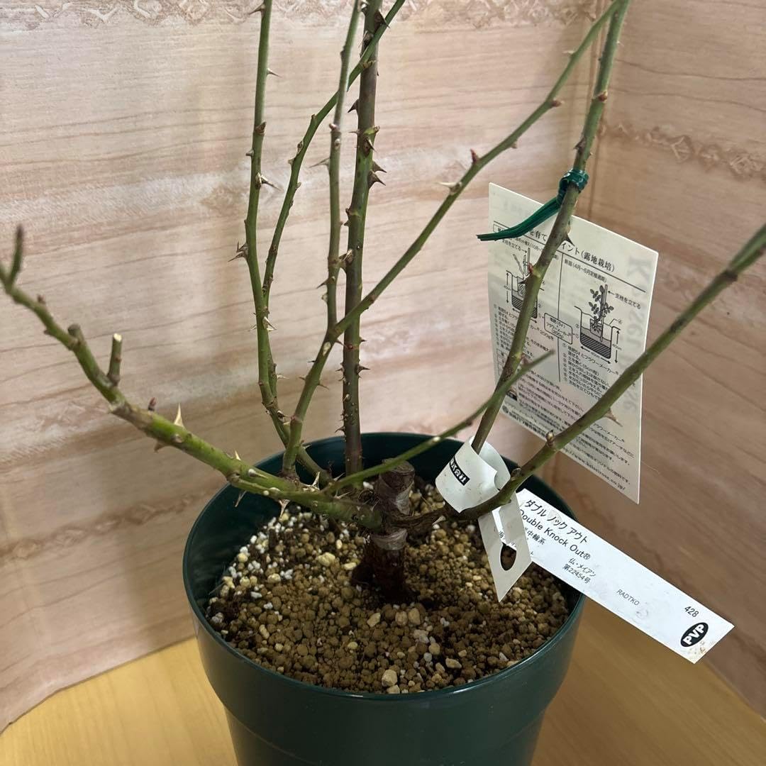 まとめて売りますバラ売り不可　 youngboyNBA 秘蔵のバラ苗抽選販売会 #秘蔵のバラ苗抽選販売会2025年販売品種