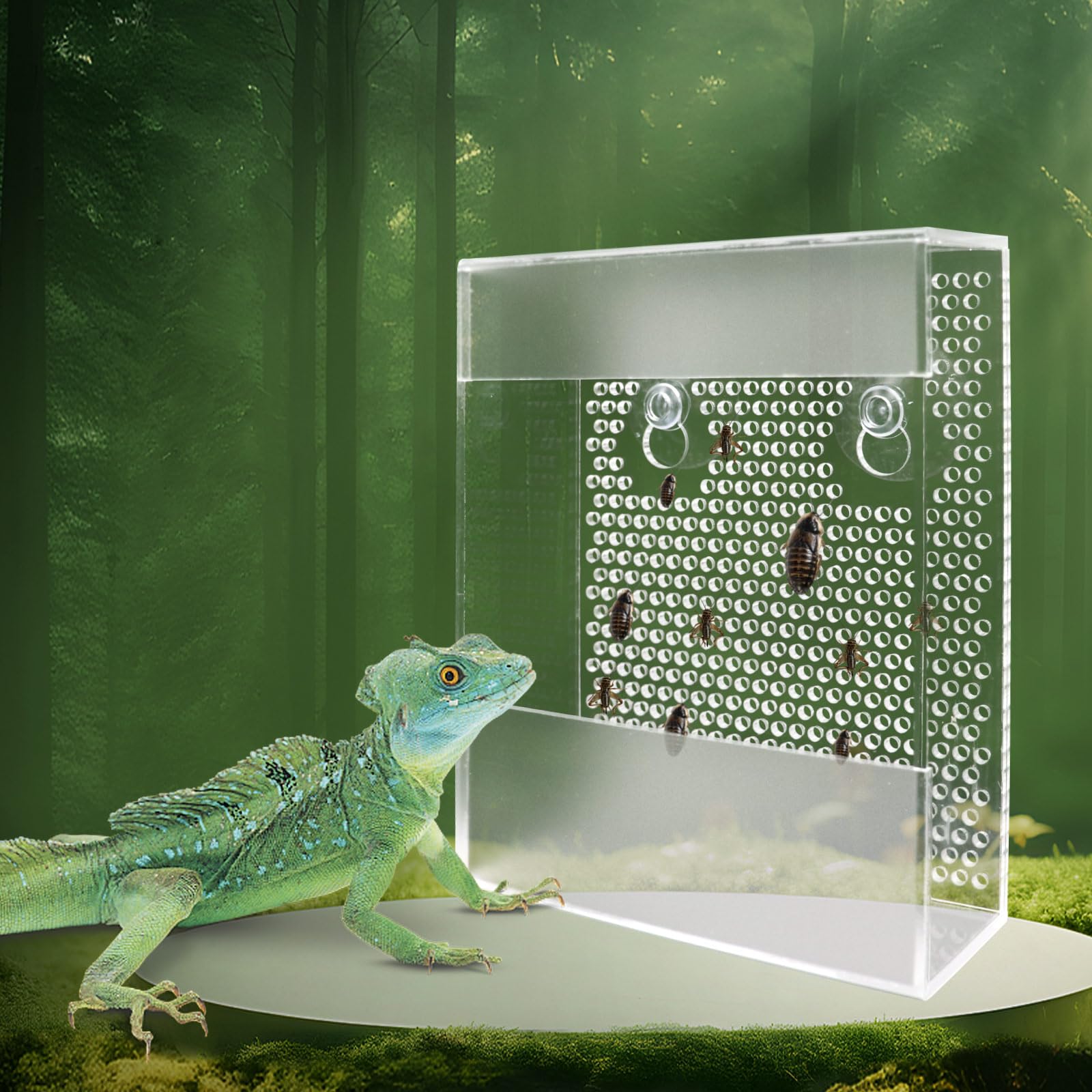 Bearded Dragon Feeder, Chameleon Bug Bowl, Transparentk Acrylic Reptile Feeder Box, Wall-Mounted Insect Feeder with Suction Cups, Tank and Aquarium Accessories for Bearded Dragon Lizard Gecko Frog