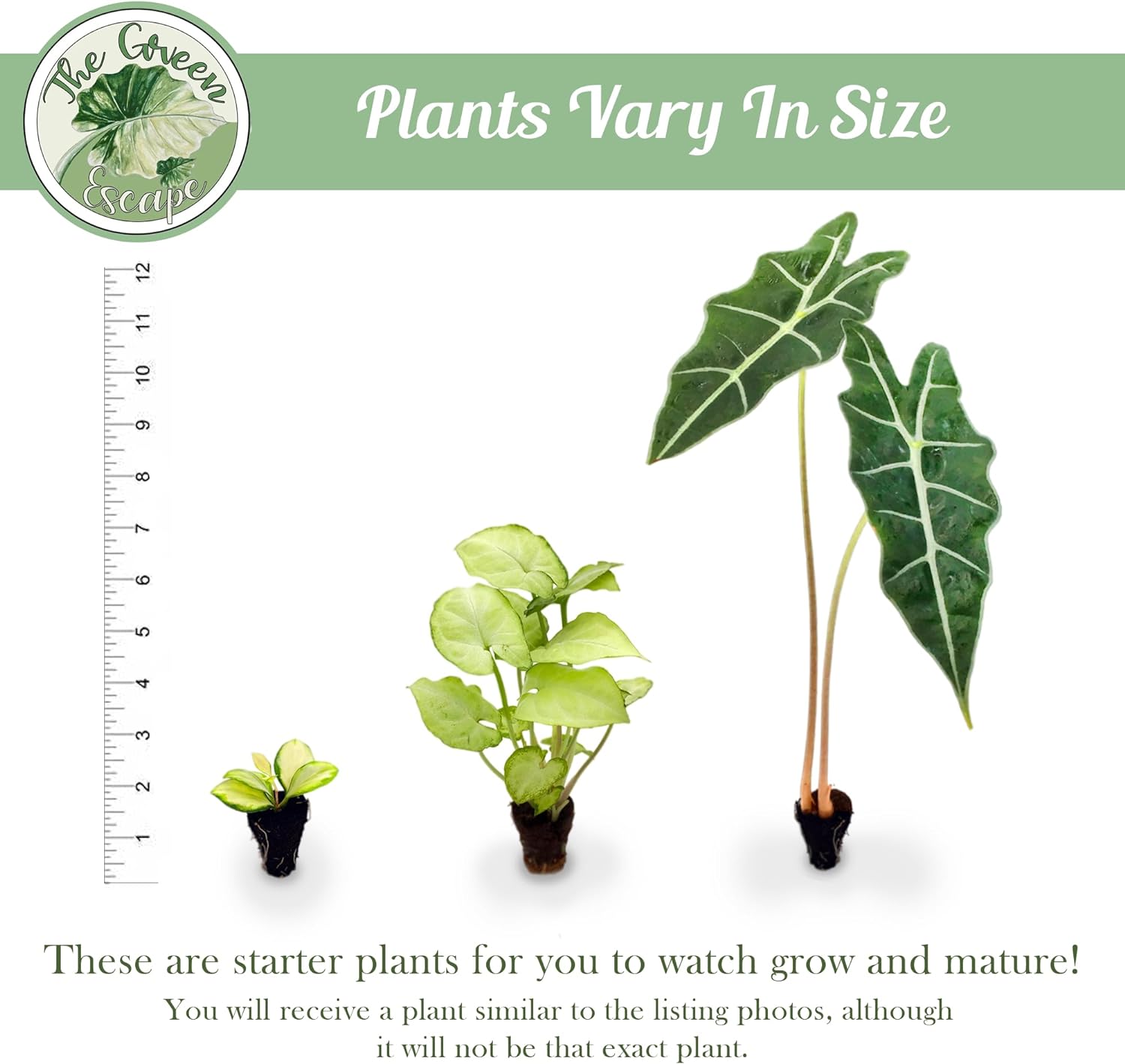 Alocasia Pink Princess Starter Plant