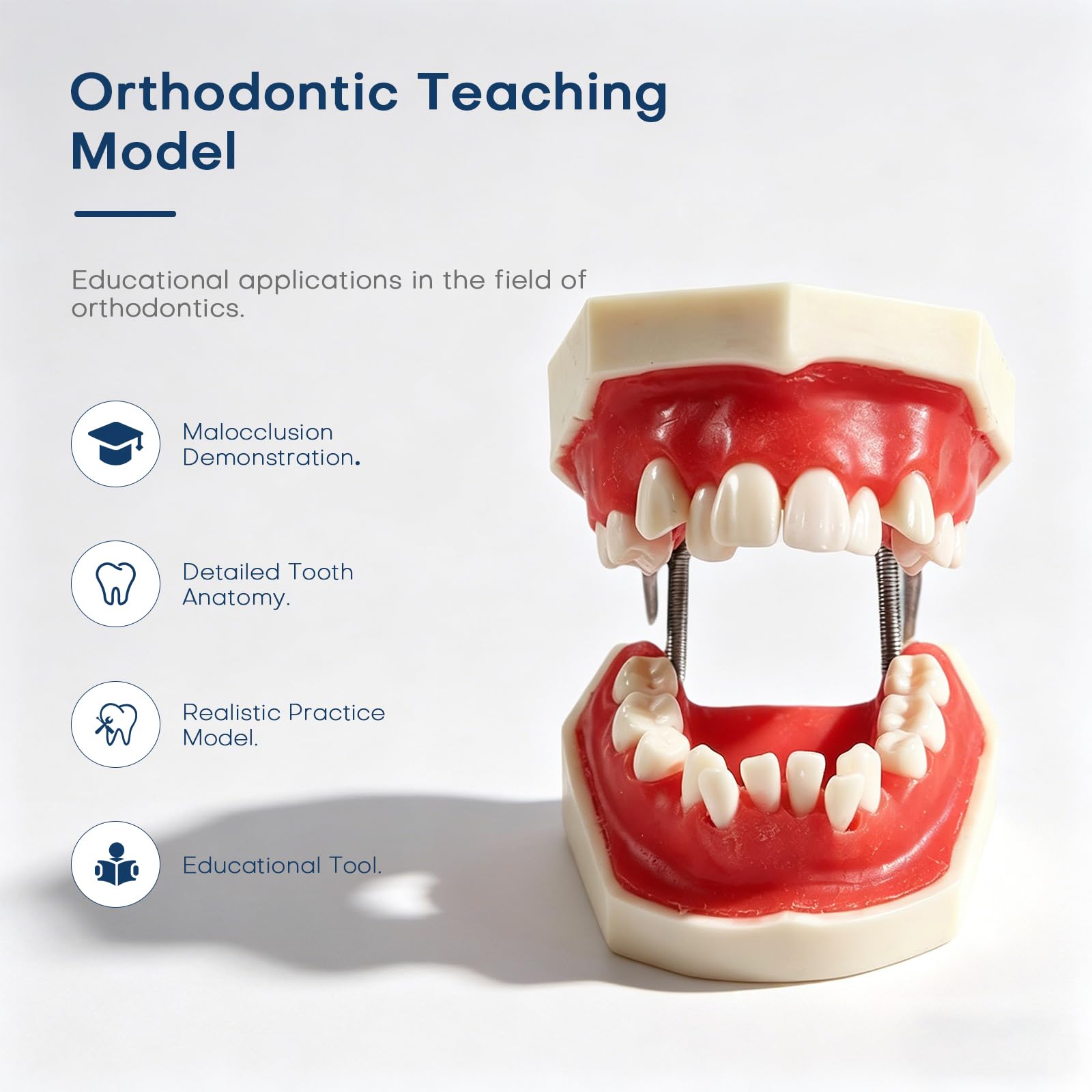 Modello Denti Dimostrativo,Modello dentale Typodont Modello del dente 1:1 Spazzolatura del filo interdentale Pratica Modalità Per L'insegnamento Dello Studio Della Scuola Dentale