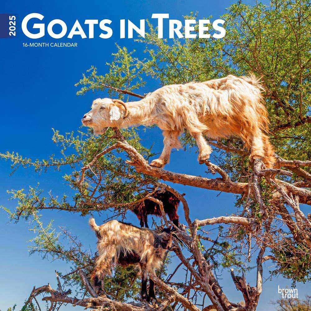 Goats in Trees