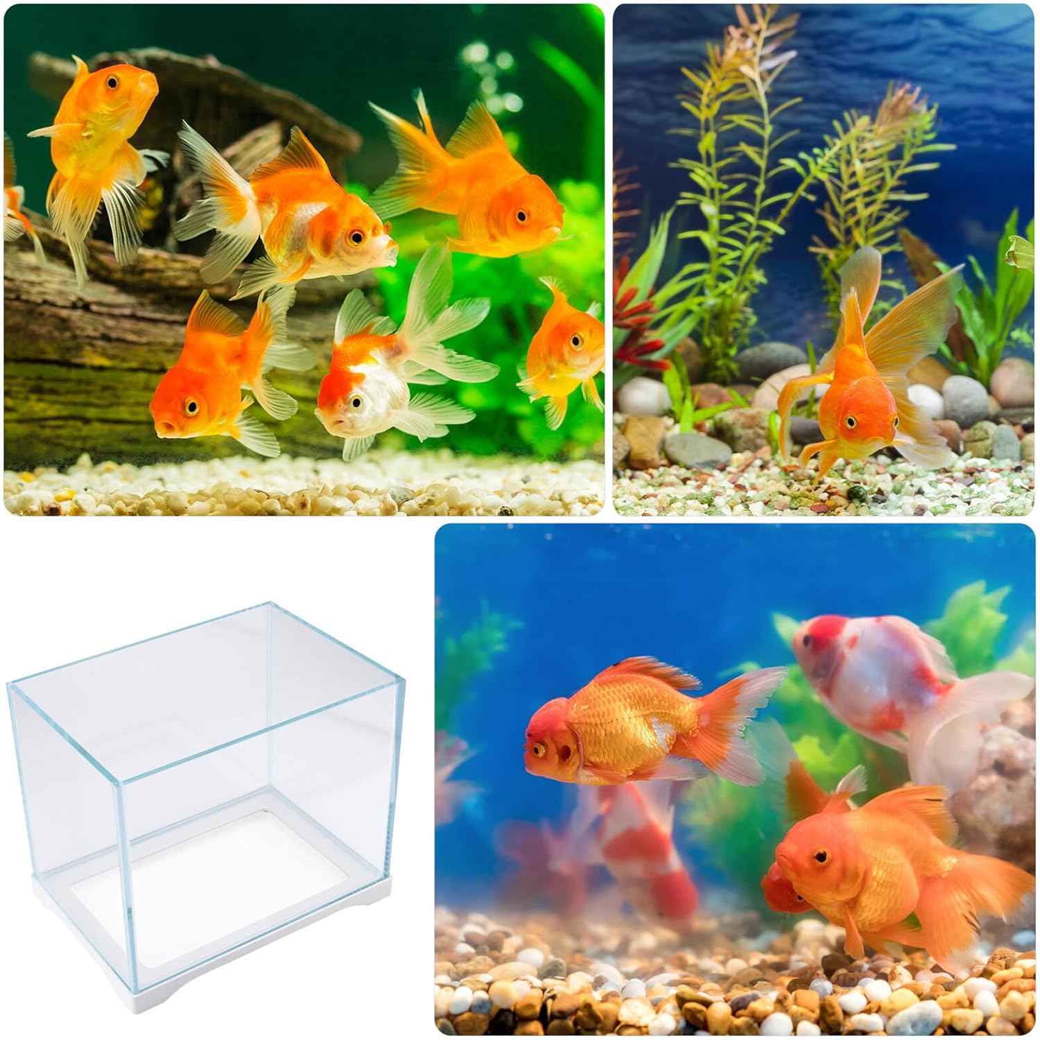Mini Ecology Fish Tank Glass Cube Aquarium 23cm Ultra- Glass Small Aquatic Terrarium for Home Office Decoration