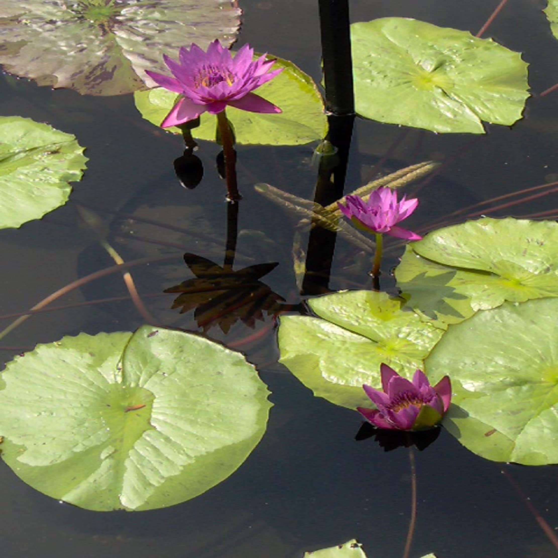 Wave Sounds For Relaxation & Meditation