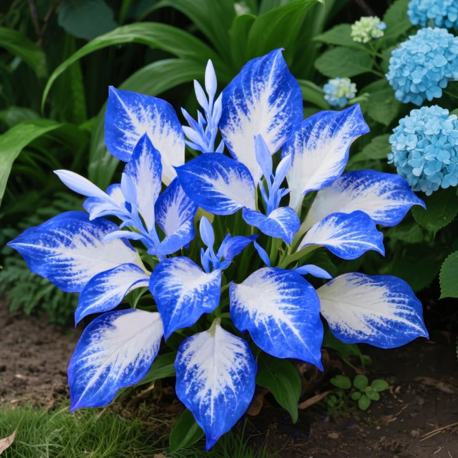 Premium Hosta Bulbs Simple to Grow โ Perfect for Gardens, Cut Flowers & Enchanting Displays Winter Hardy Hosta Bulbs-6 Bulbs-F