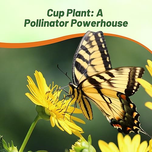 Miniatura 6 de Outsidepride Silphium Cup - Semillas de flores para plantas  200 piezas de plantas perennes, altas de 3 a 7 pies, atraen abejas y mariposas, pleno
