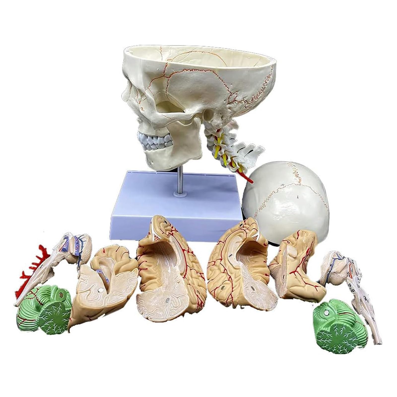 Modèle D'organe Crânien Et Modèle Anatomique De Tête De Cerveau Humain avec Sutures Numérotées