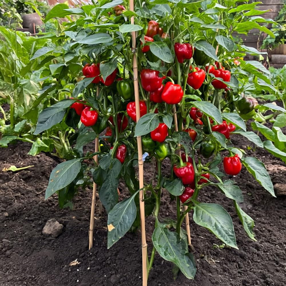 Pepper Hot Pot Seeds β Compact with Mild Medium Hot Fruit β for Your Beautiful Kitchen Garden