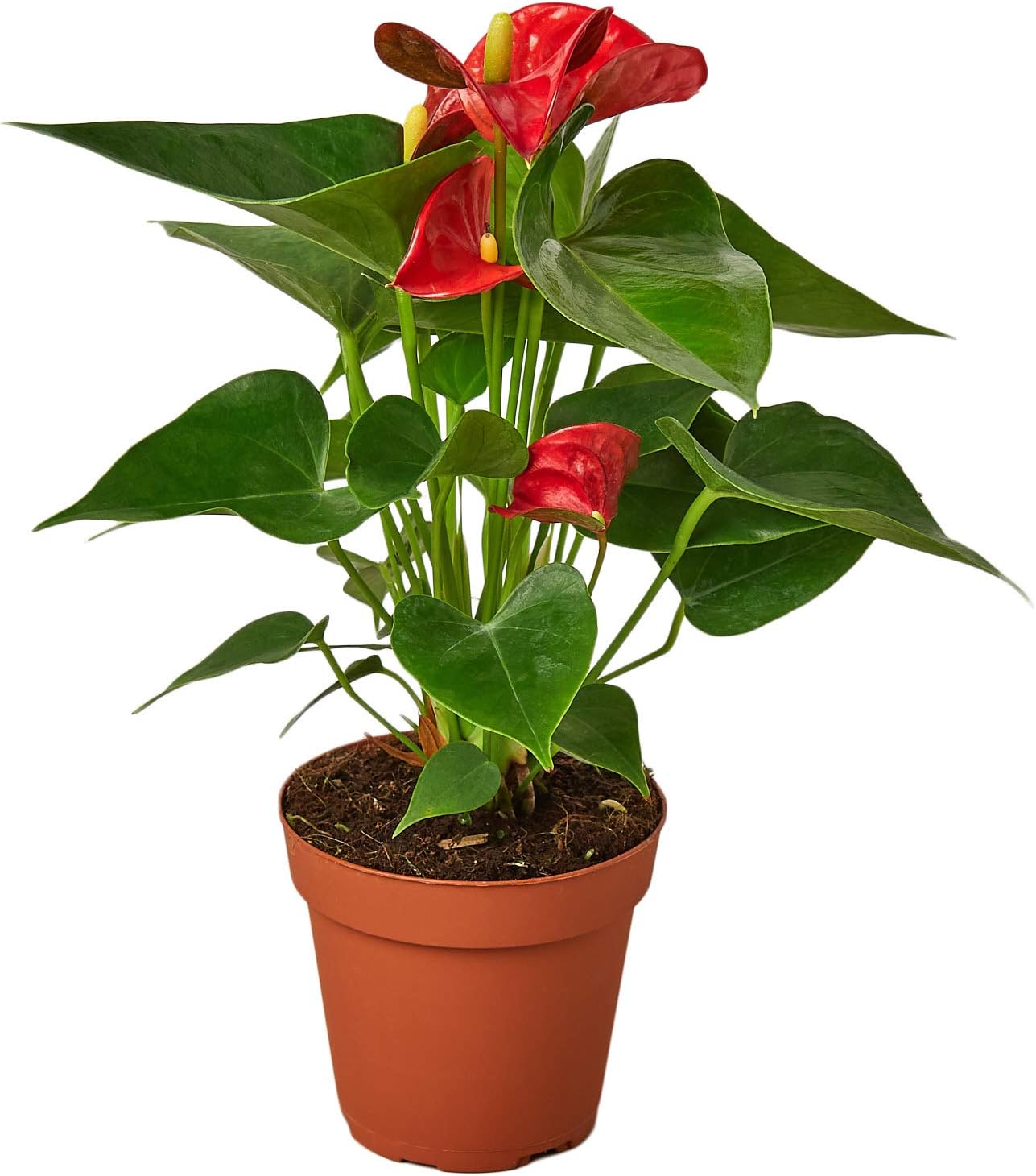 Anthurium Red Houseplant 4" Pot Live Indoor House Plant Free