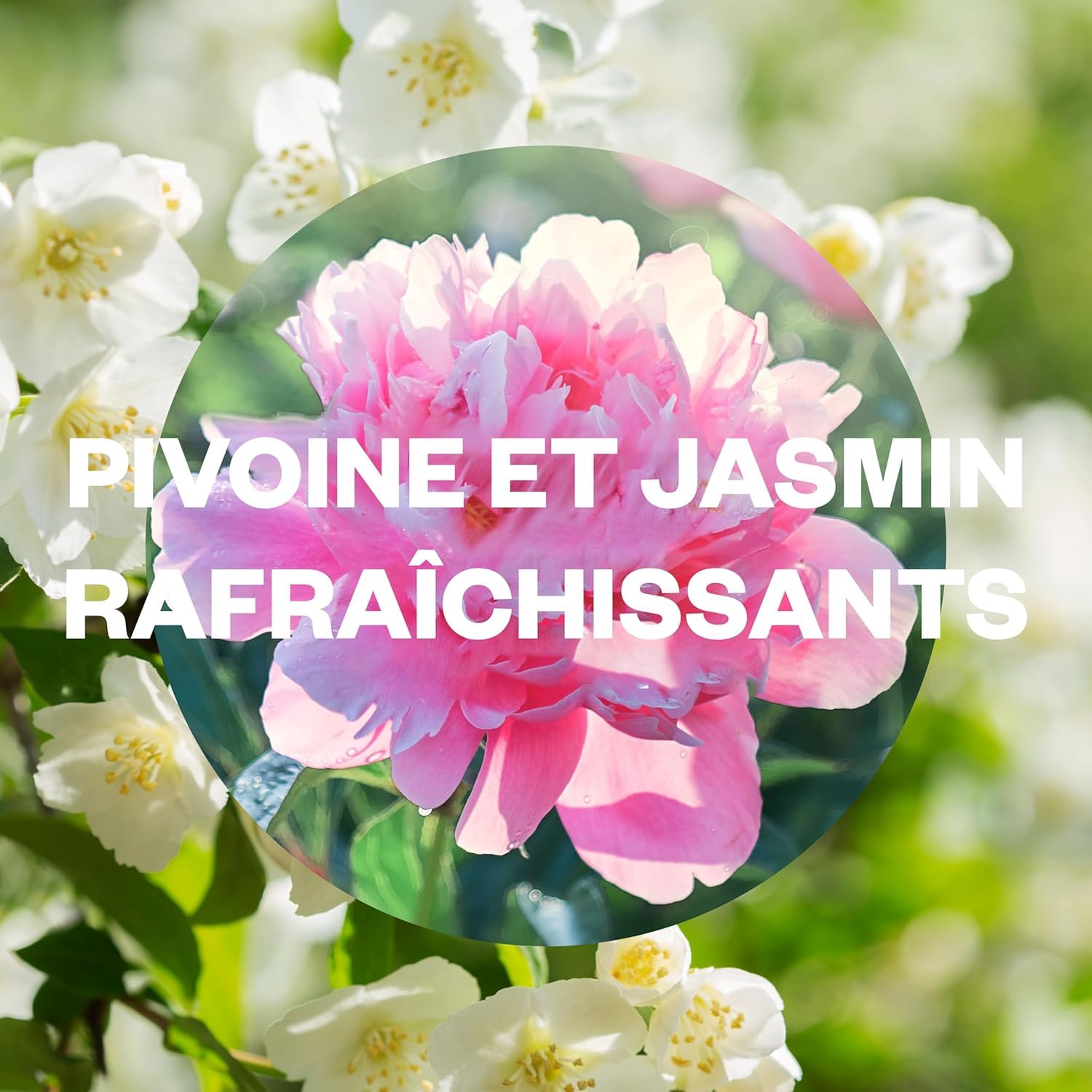 Air Wick Aroma-Öl Flakon Nachfüller – Duft: Pfingstrose & Jasminblüte – Floraler Wohnungsduft mit ätherischen Ölen – 3 x 20ml Duftöl Set