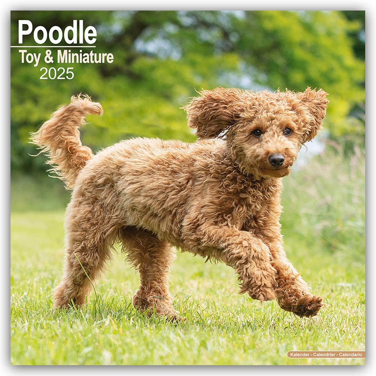 Poodle (Toy & Miniature) 2025 Square Wall Calendar | Dog Breed Calendar