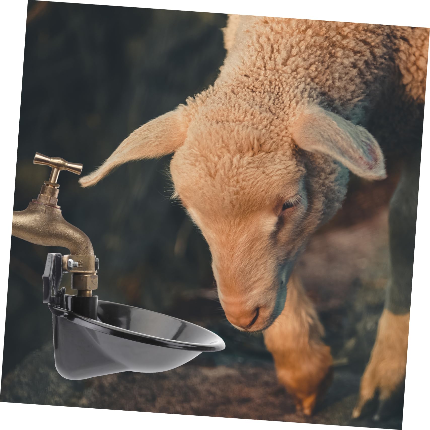 Abaodam Abbeveratoio Automatico Bevitore Nero in Ferro e Rame per Pecore Resistente alla Ruggine , Ciotola Automatica per Acqua Agricola per Allevamento
