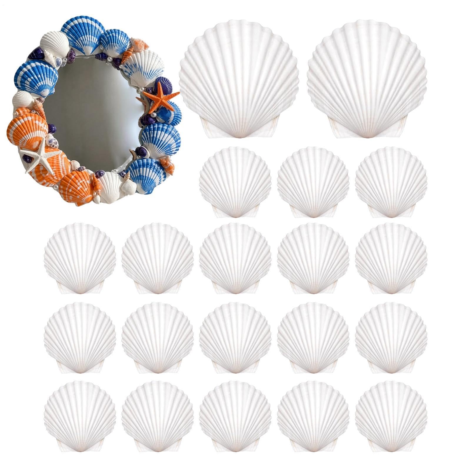 Conchas para manualidades naturales pack de 20 piezas resistentes para pintar y decorar