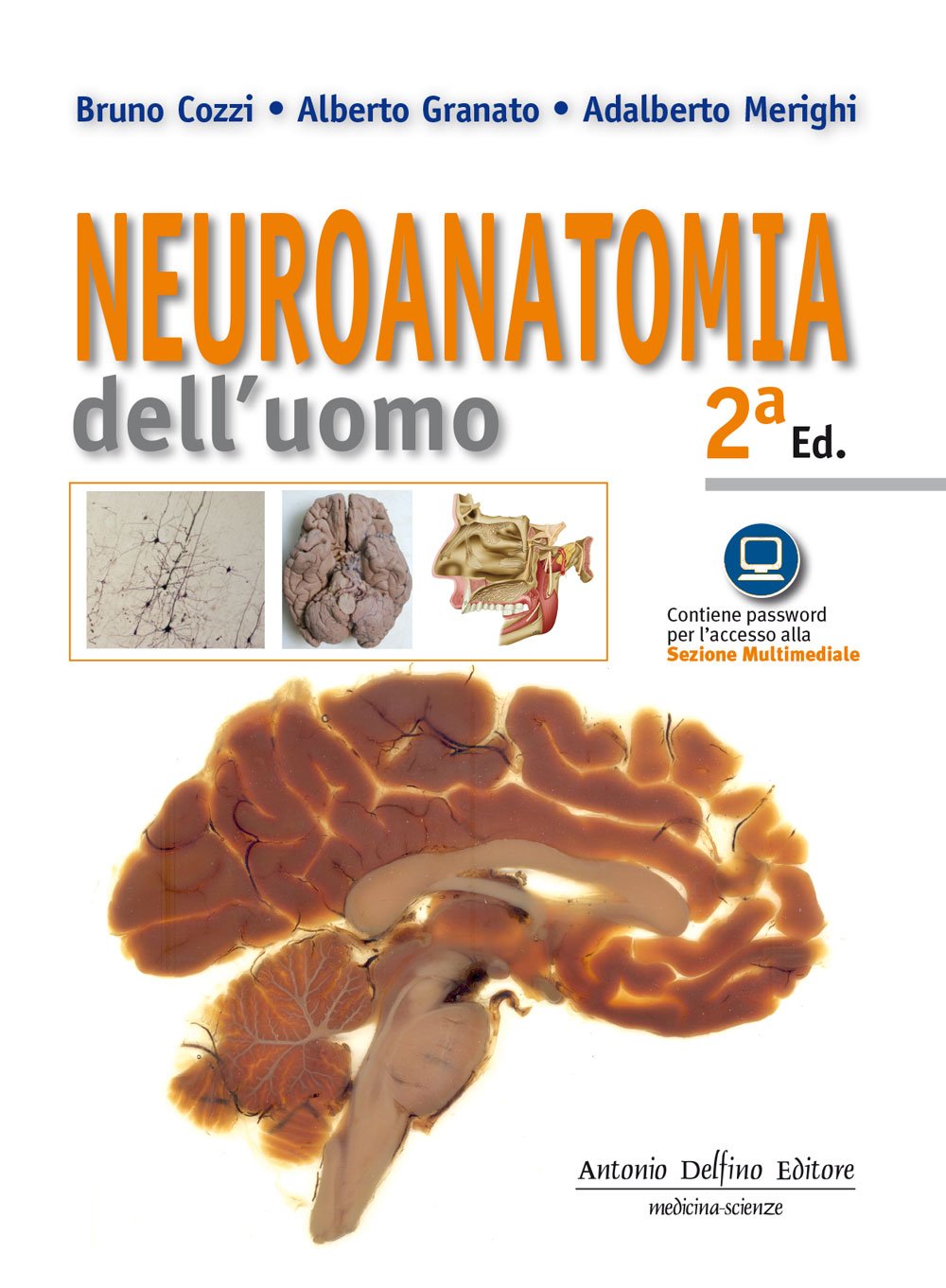 Neuroanatomia Dell'uomo - 4