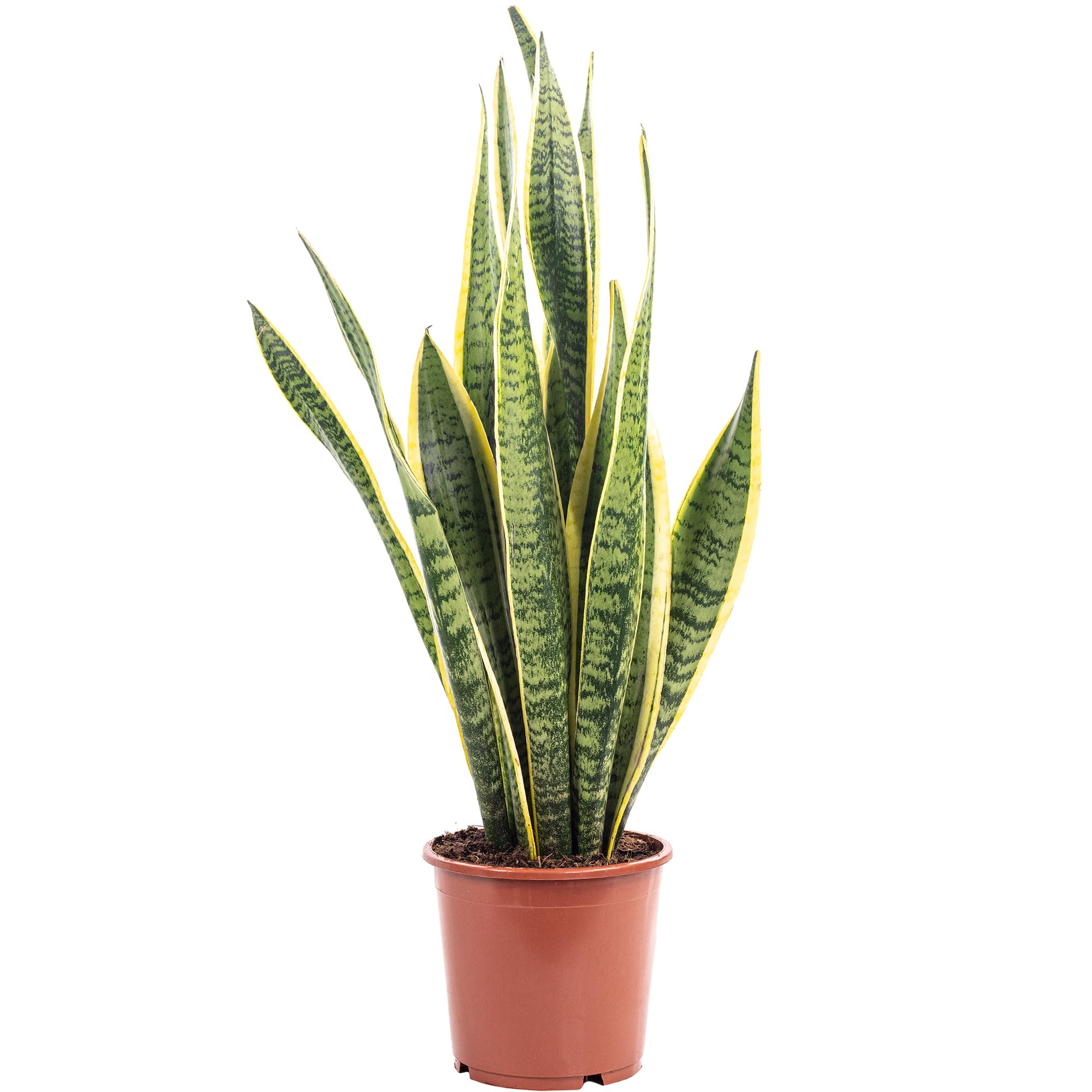 Langue de belle-mère - plante d'intérieur facile d'entretien, Sansevieria trifasciata Laurentii - Hauteur env. 45 cm, Pot Ø 14 cm