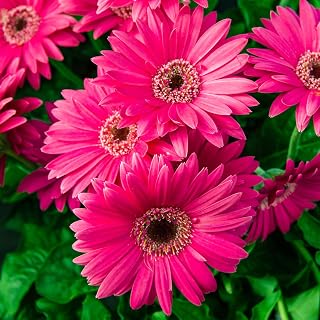 2 Gerbera Daisy, Gerbera Daisy Plants Live, Large Gerbera Daisies Flower Plants 4 to 6 Inches Tall Bareroot, Hardy Outdoor Plants for Planting in Fall (Pink)