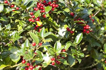 Holly Ilex Aquifolium Alaska 40-60 cm Hedge Plant Evergreen