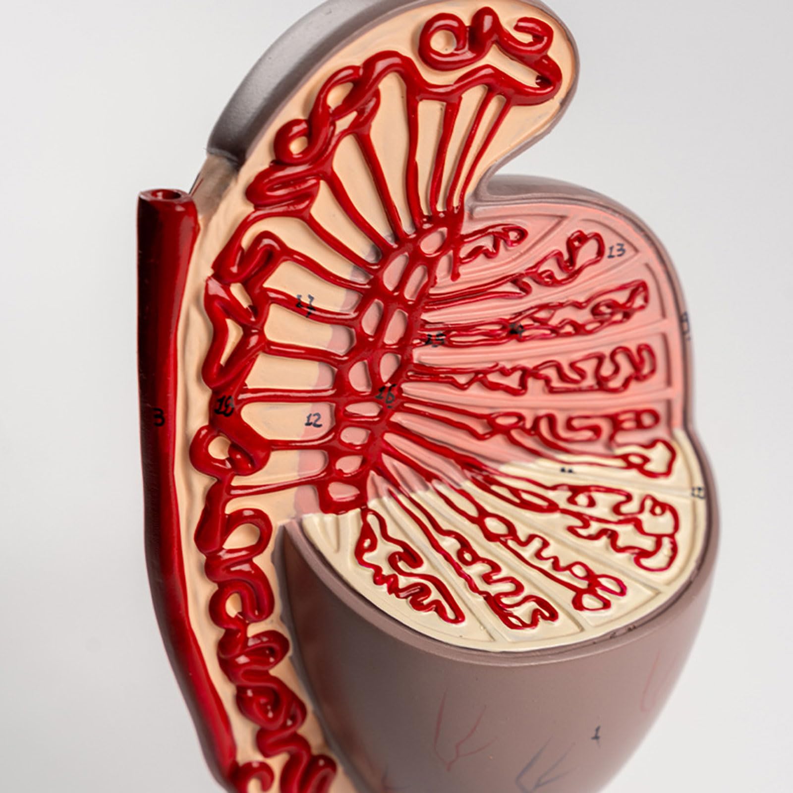 Ludzki model anatomii jąder, męskie narządy rozrodcze Model anatomiczny do nauki Edukacja Pomoce dydaktyczne Demonstracja Wyposażenie laboratorium naukowego dla szkoły
