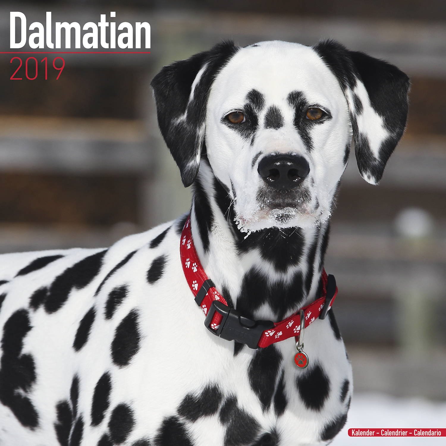 2023 2024 Dalmatian Calendar - Dog Breed Monthly Wall Calendar - 12 x 24 Open - Thick No-Bleed Paper - Giftable - Academic Teacher's Planner Calendar Organizing & Planning - Made in USA