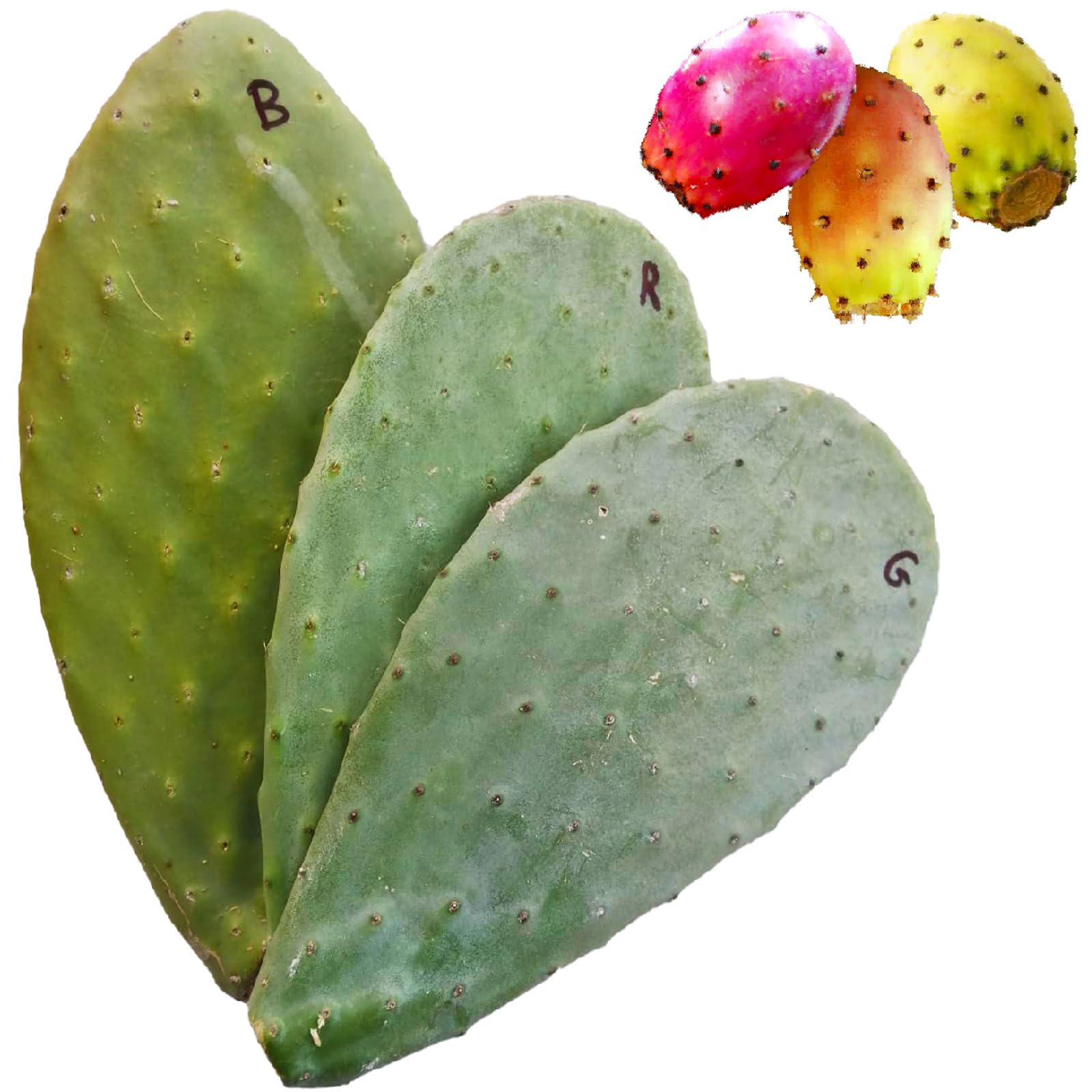 Figue de barbarie bouture Opuntia ficus-indica cactus fruitier jaune rouge blanc pour jardin