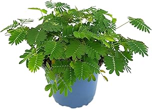 Fangblatt - Mimosa pudica - Mimose im Ø 9 cm Topf - Zimmerpflanze mit beweglichen Blättern