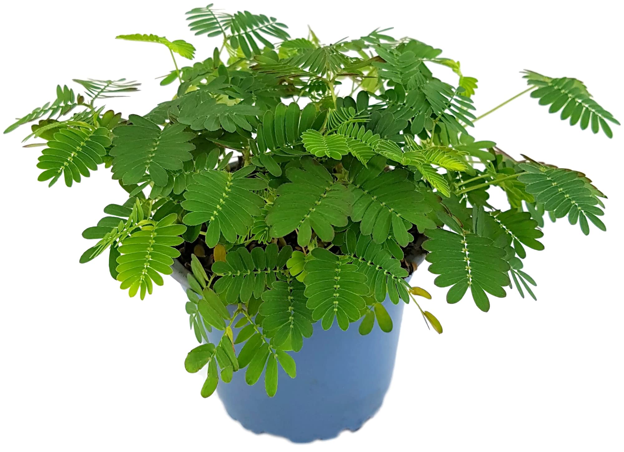 Fangblatt - Mimosa pudica - Mimose im  9 cm Topf - Zimmerpflanze mit  beweglichen Blttern : Amazon.de: Garten
