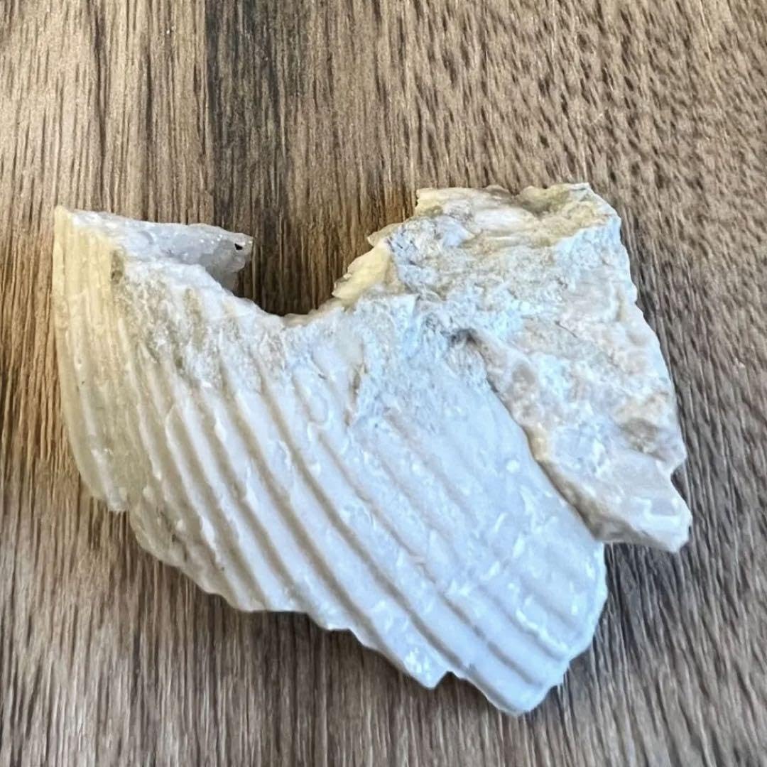 Amazon.co.jp: 貝 化石 カルサイト A6 鉱物 標本 原石 : ファッション