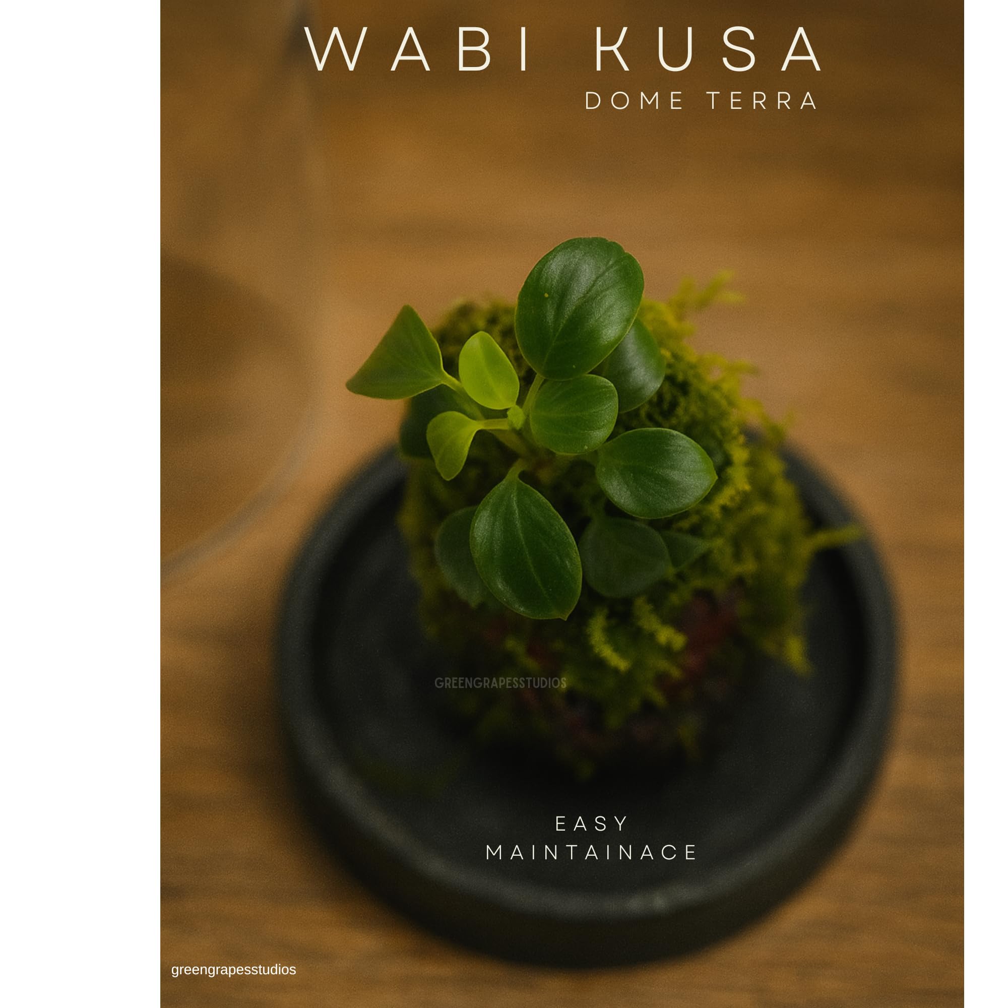 Wabi-Kusa Dome Terrarium | Self-Sustaining Mini Ecosystem with Natural Moss  & Aquatic Plants Low Maintenance Glass Terrarium for Home & Office Décor |  Perfect Eco-Friendly Gift : Amazon.in: Garden & Outdoors