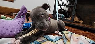 Review Image by Joshua Pal Joshua Pal