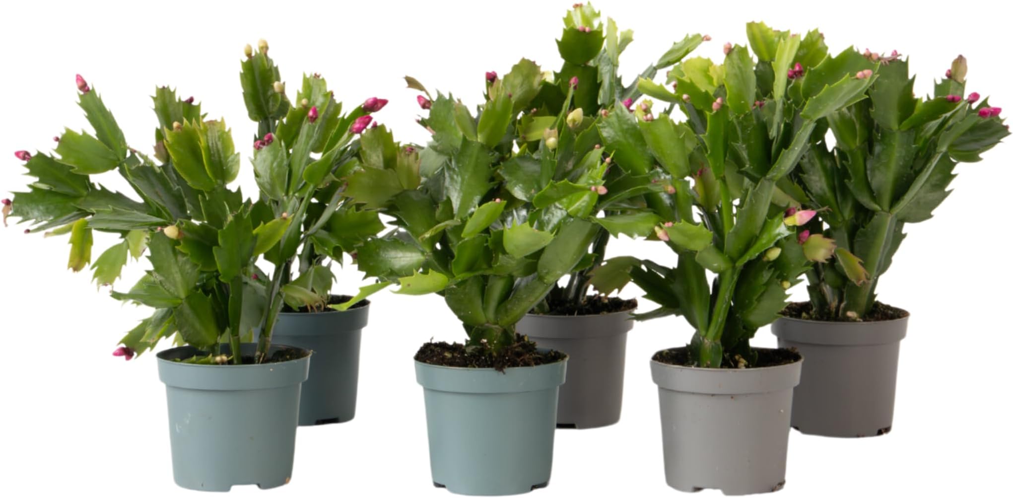 POWERS TO FLOWERS - SCHLUMBERGERA VIOLA XXL, Vaso 21cm, Natalina, Pasqualina, Rhipsalis, pianta vera
