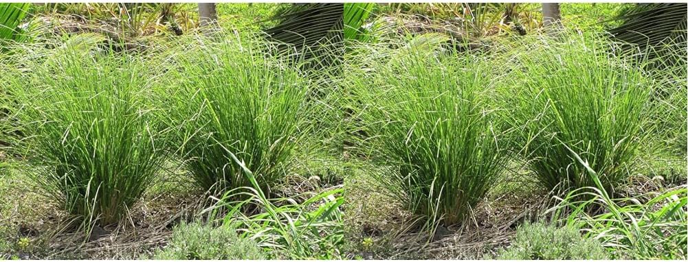 OhhSome Khus Vetiver - Plant (Medicinal Plant) Ramacham (Healthy Live (Pack of 2)