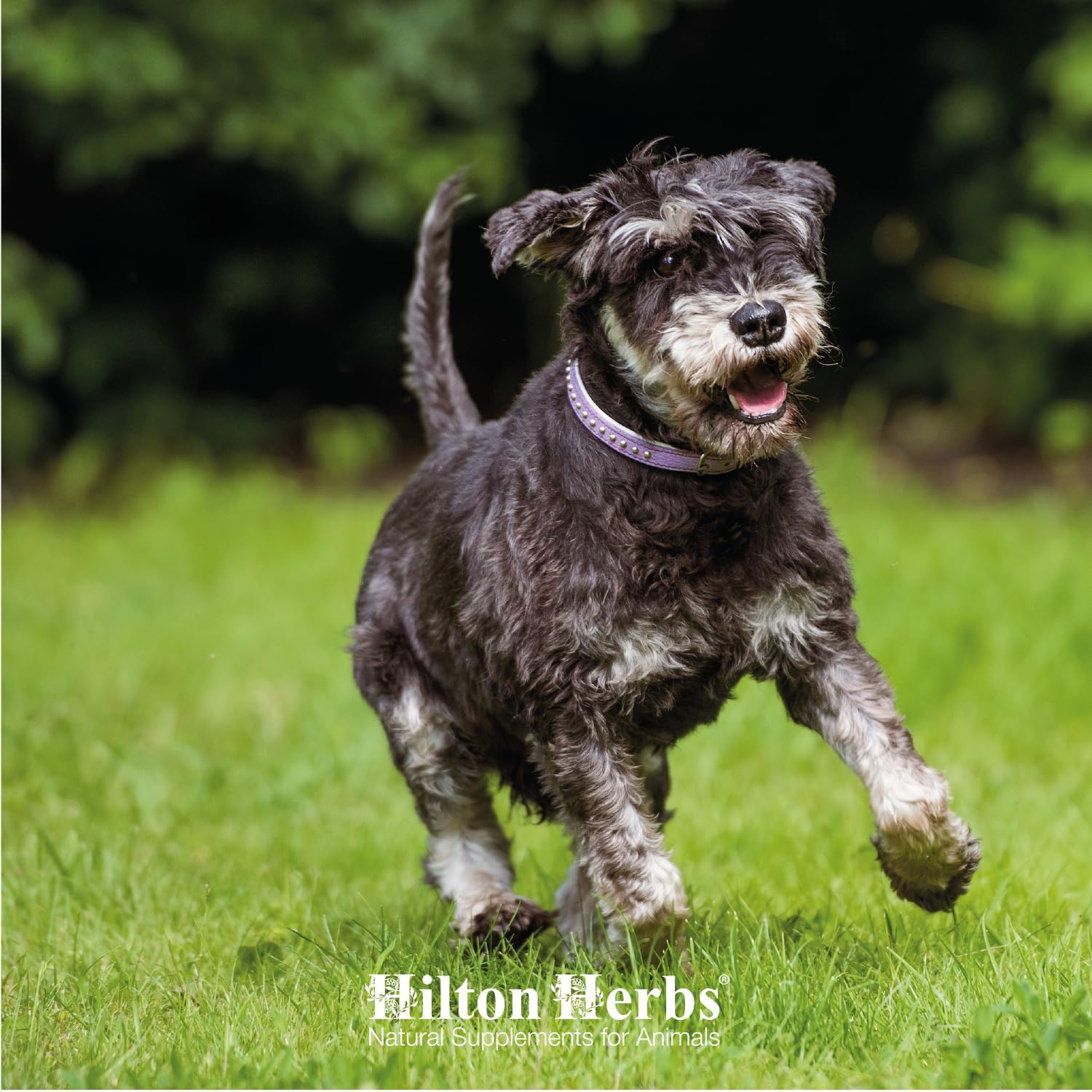 Hilton Herbs Hilton Herbs Canine Veteran Gold - 16 oz