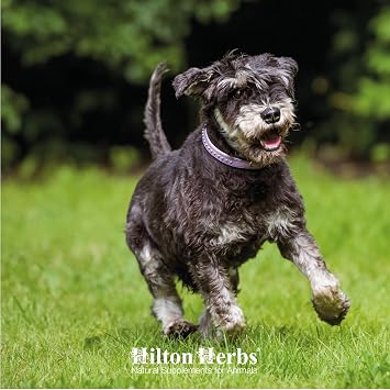 Hilton Herbs Canine Senior Gold Herbal Solution 500ml