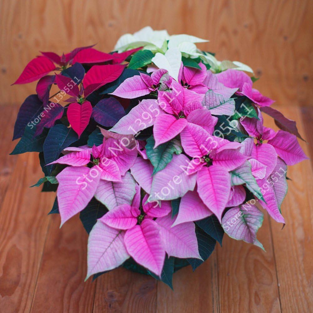 Brand New! 100 pcs Poinsettia Seeds, Euphorbia Pulcherrima,potted Plants, rare Flowering Plants seeds for hjome decoration - Arcis New