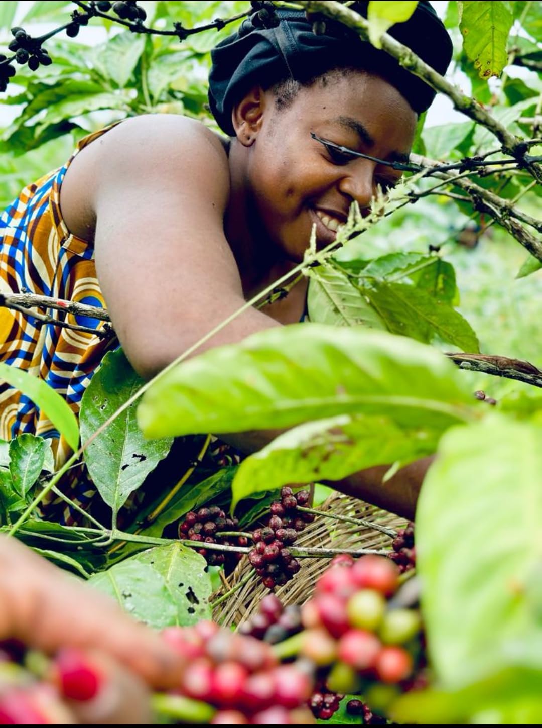 Terrific Coffee -Robusta RohKaffee Bohnen - Handarbeit und direkt trade - Speciality coffee Kamerun - (grüne Kaffeebohnen 1000g)