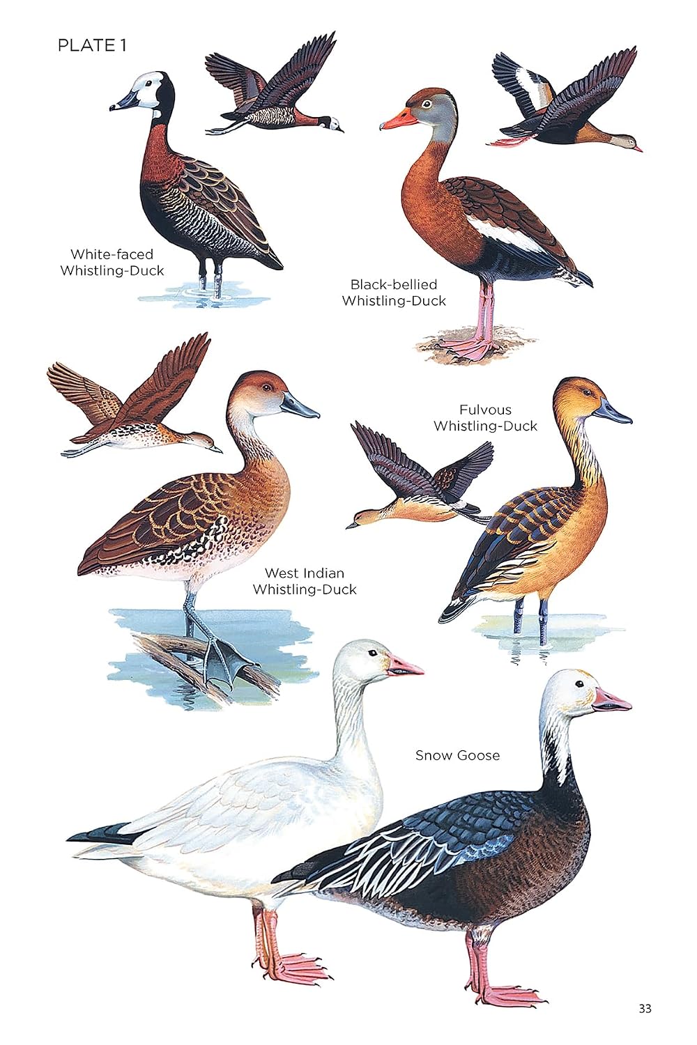 Field Guide to the Birds of Cuba