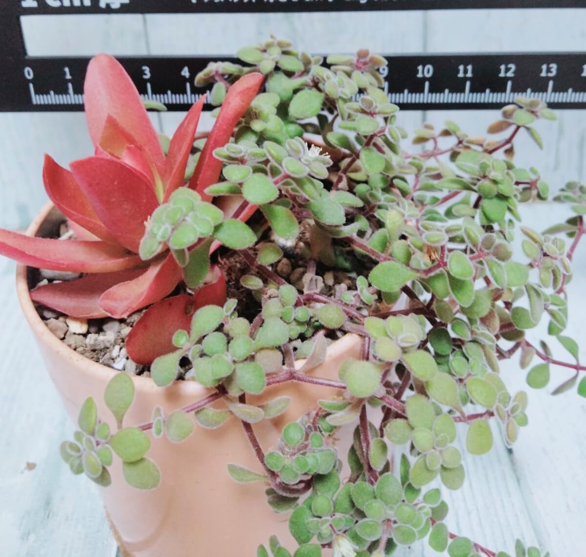 Amazon.co.jp: 火祭り&ブロウメアナ抜き苗 根付き苗 多肉植物 