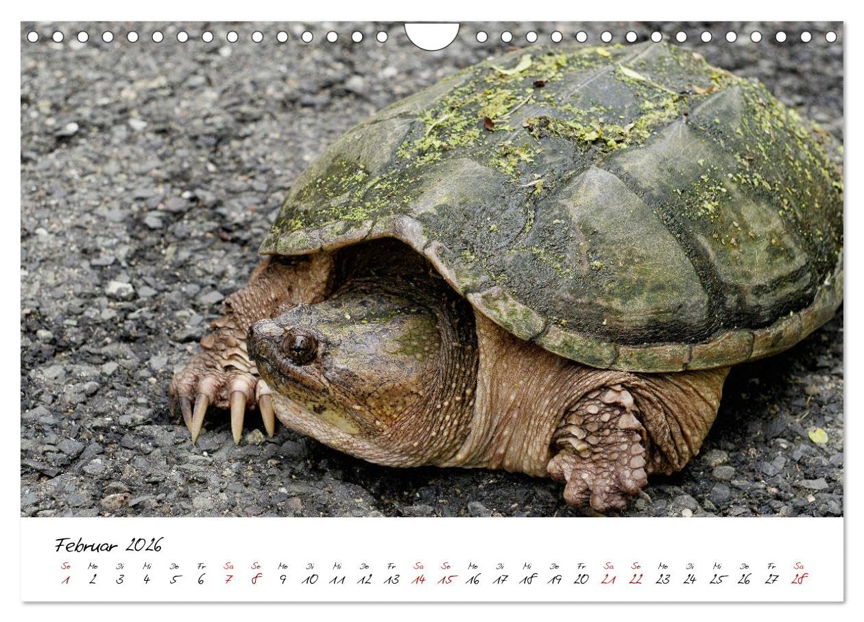 USA Ostküste Ein Road Trip (Wandkalender 2026 DIN A4 quer), CALVENDO Monatskalender: Mit diesen Bildern erwartet Sie ein fantastisches Abenteuer durch die Oststaaten der USA