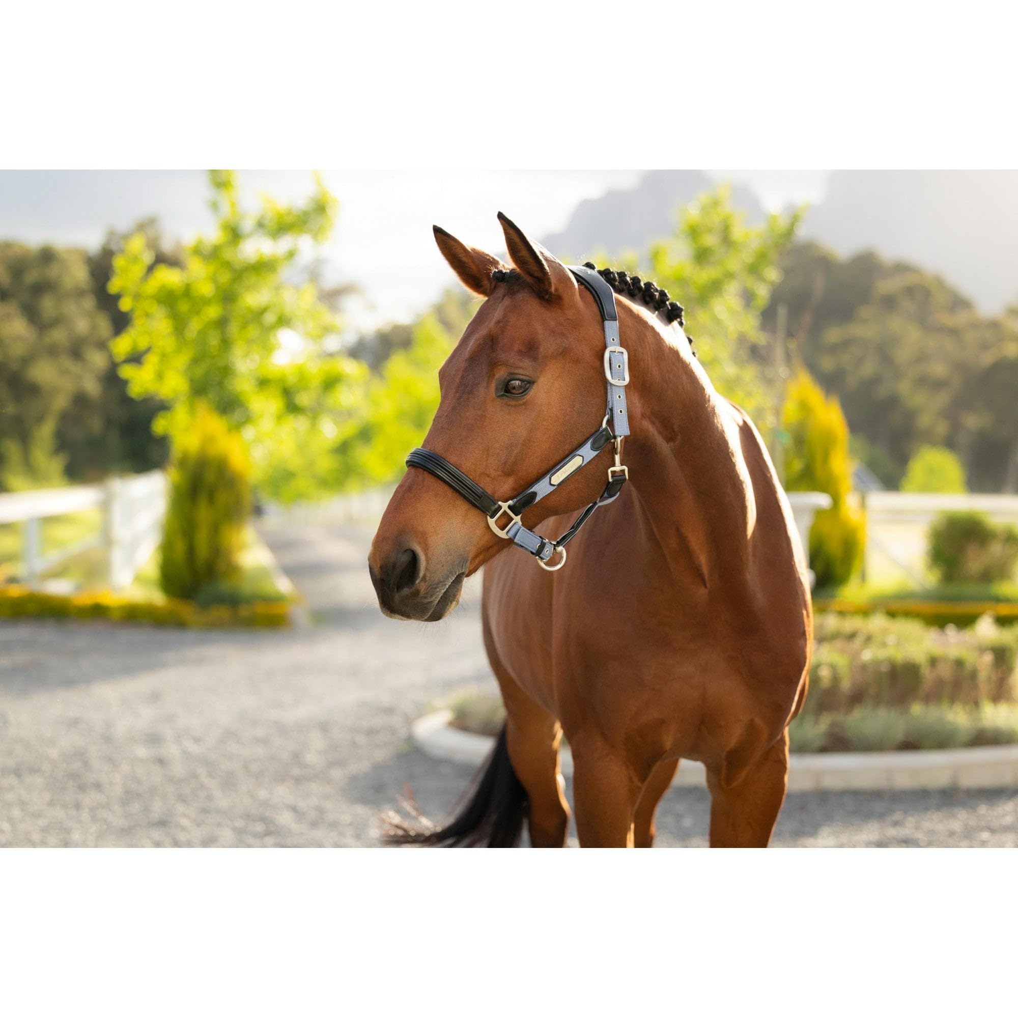 LeMieux Capella Headcollar - Azul polvo