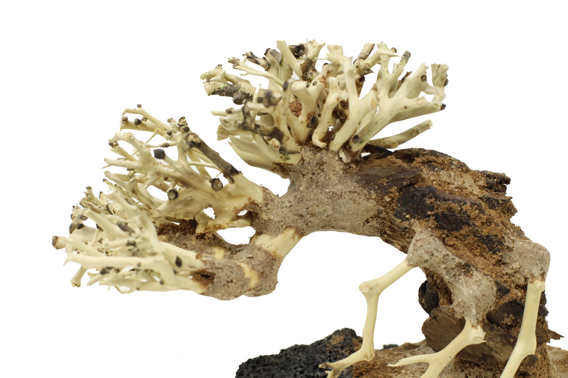 Bonsai Driftwood Small Aquarium Tree ASX Random Pick (4in H x 5in L) Natural, Handcrafted Fish Tank Decoration | Easy to Install