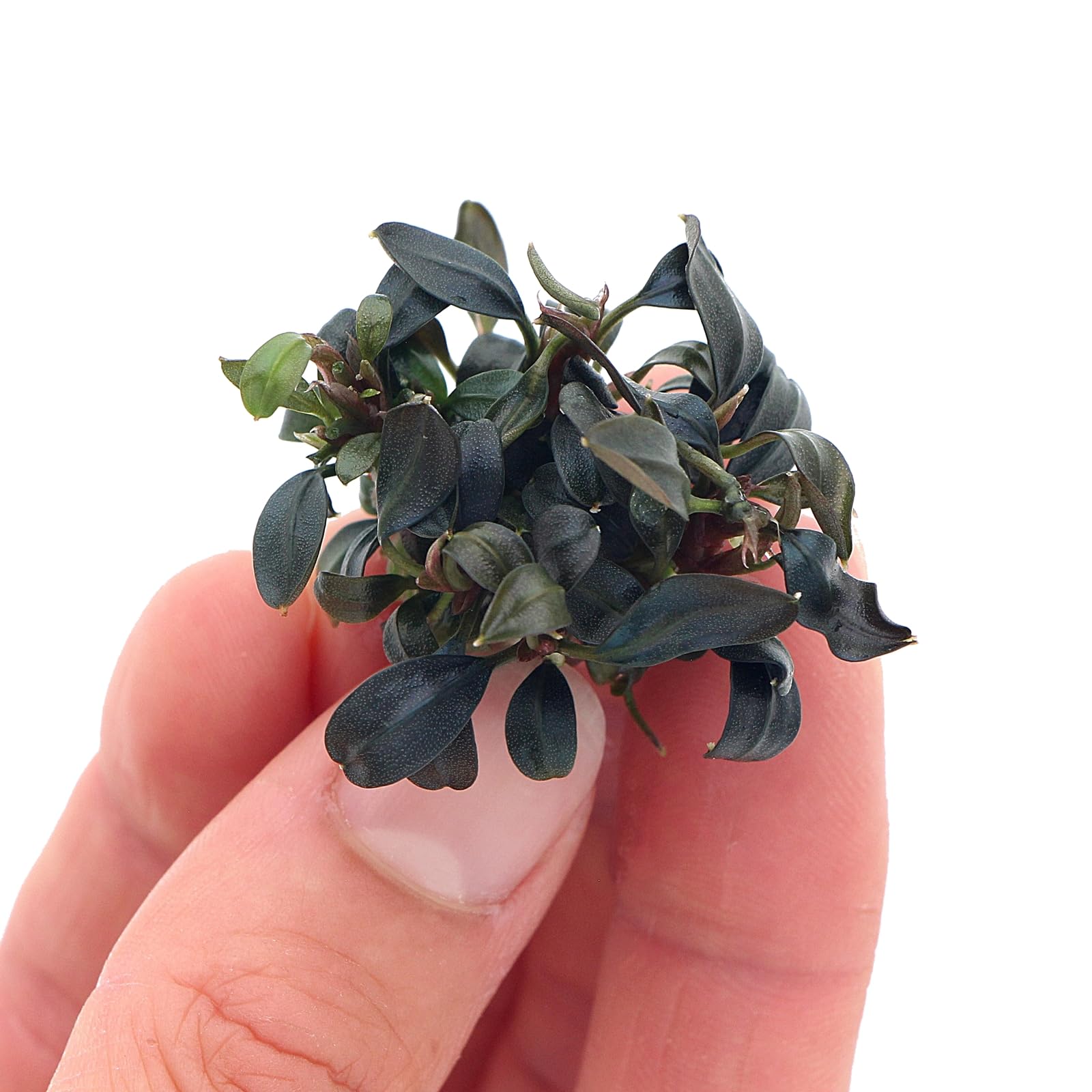 K2AQUA Bucephalandra Brownie Phoenix Live Aquarium Plant Ultra Dark Iridescent Leaves Easy Care Low Light Epiphyte Foreground Midground Shrimp Safe Freshwater Tank