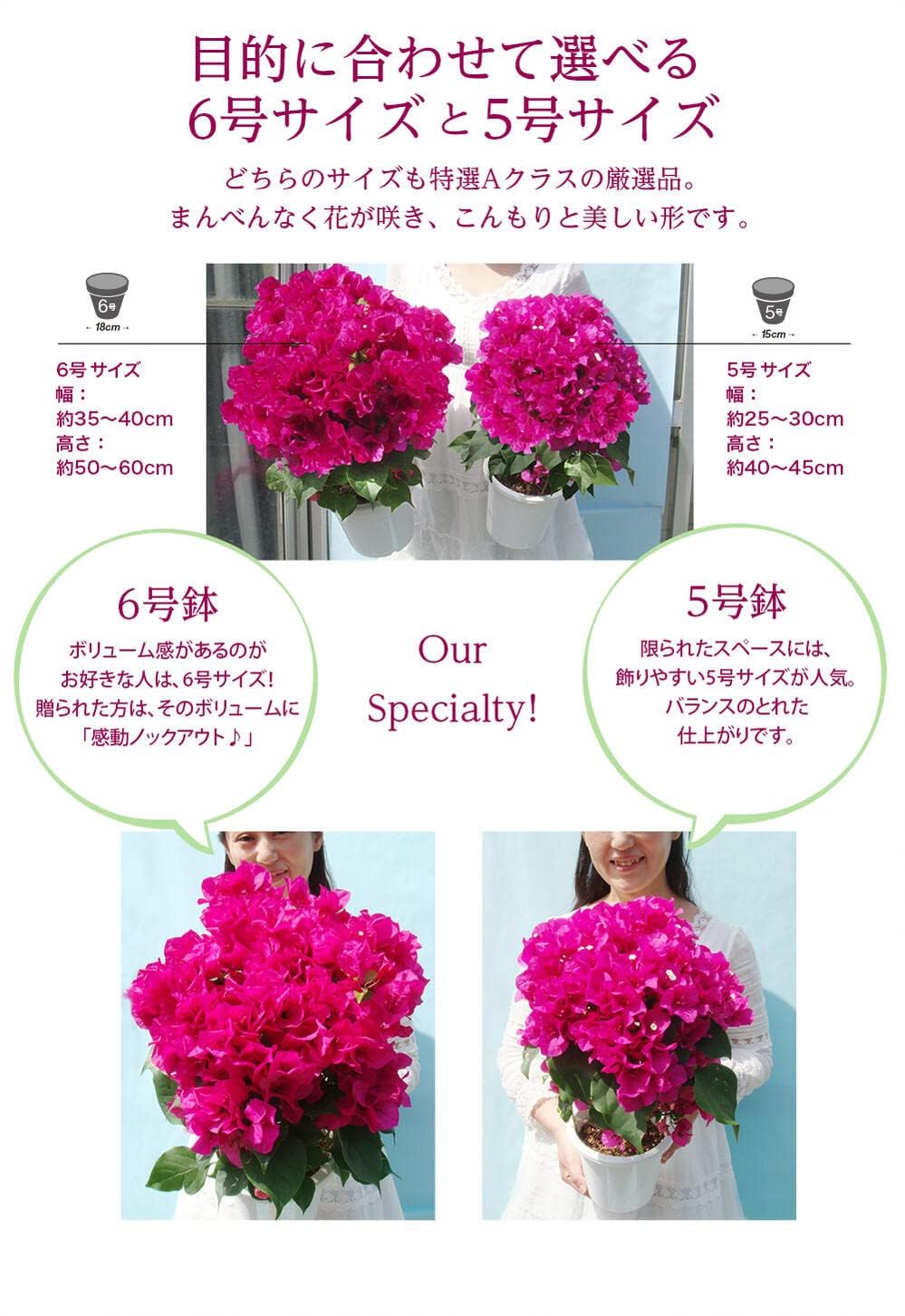 Amazon.co.jp: [World Fantasy Garden] 遅れてごめんね 母の日 ギフト